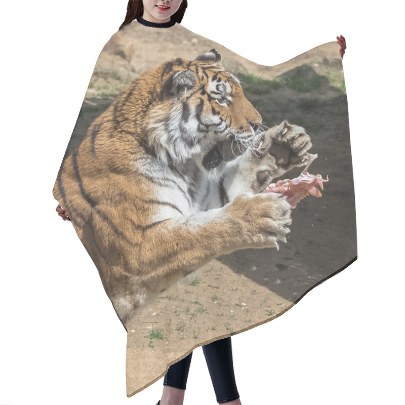 Personality  Wildlife, Jumping Bengal Tiger Catching Meat  Hair Cutting Cape