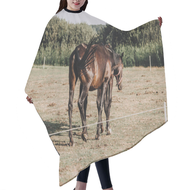 Personality  Rear View Of Beautiful Black Horses Grazing On Field In Countryside  Hair Cutting Cape