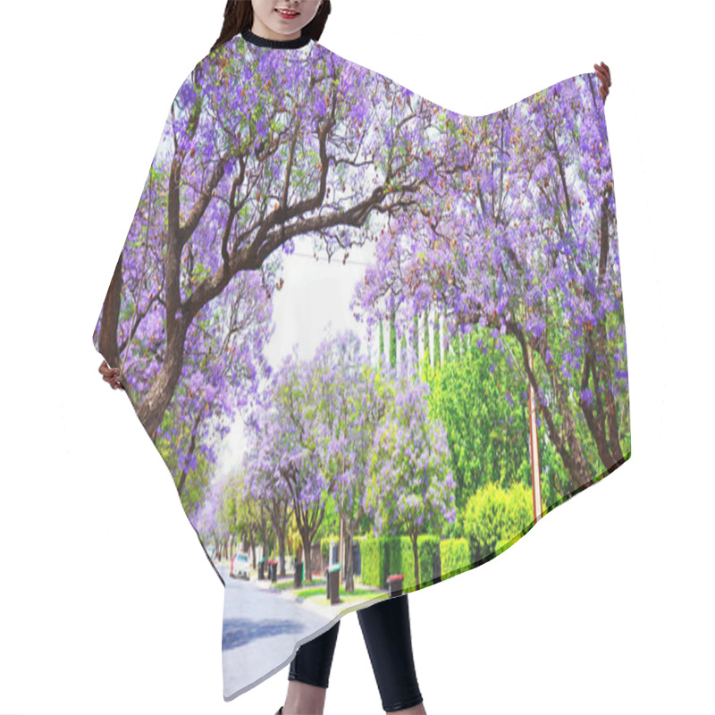 Personality  Beautiful Purple Flower Jacaranda Tree Lined Street In Full Bloom. Hair Cutting Cape