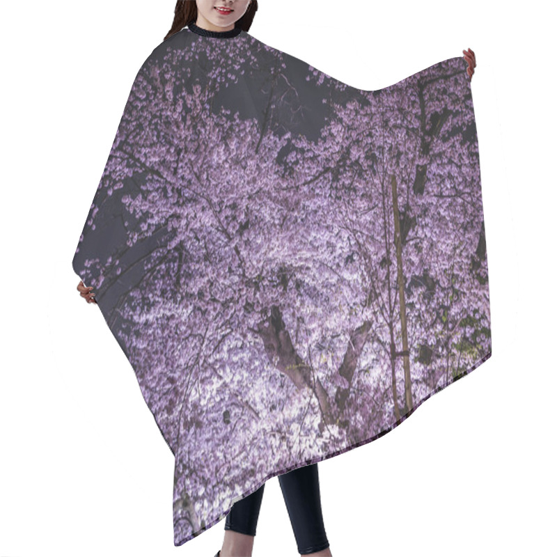 Personality  Of Chidorigafuchi Going To See Cherry Blossoms At Night Hair Cutting Cape