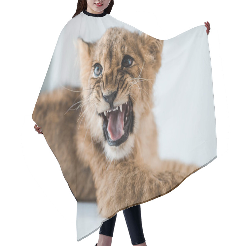 Personality  Cute Lion Cub Growling While Lying On Table In Veterinary Clinic Hair Cutting Cape