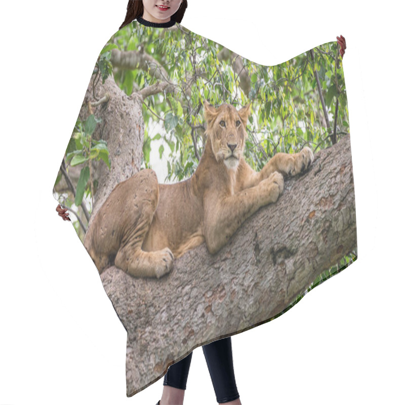 Personality  Lioness Lying On Tree Hair Cutting Cape