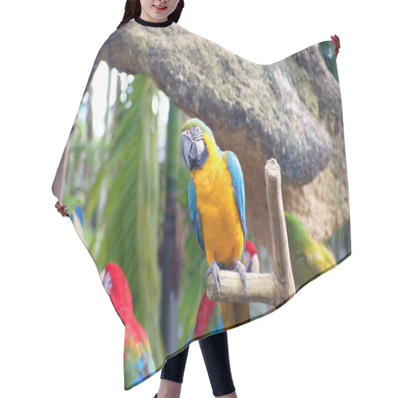 Personality  Parrots In Rainforest. Hair Cutting Cape