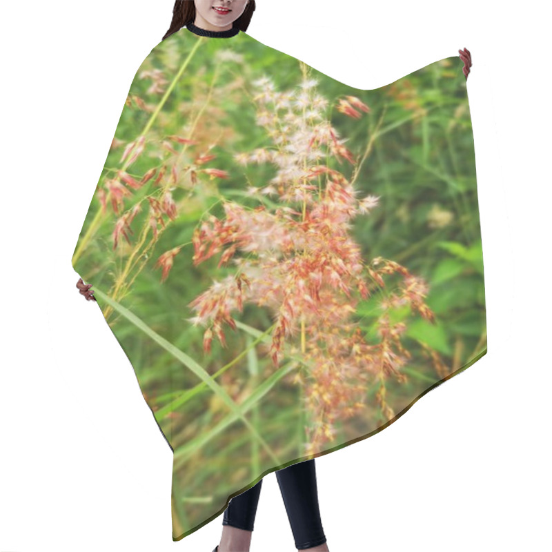 Personality  Scene Of Wild Melinis Repen Grass Plant. Hair Cutting Cape