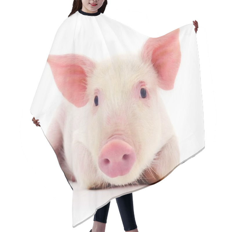 Personality  Pig On White Hair Cutting Cape