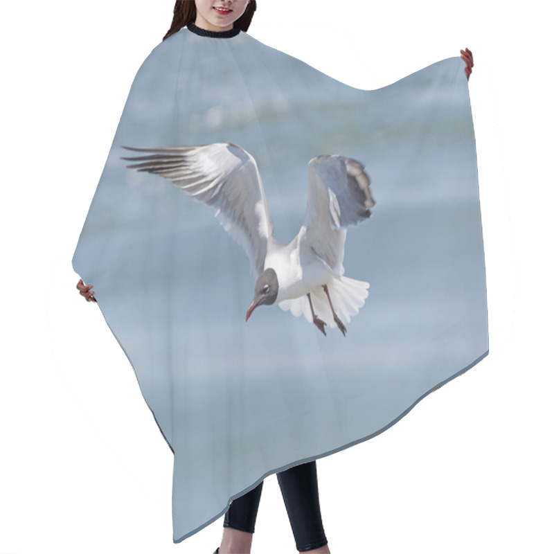 Personality  Laughing Gull In Flight Hair Cutting Cape