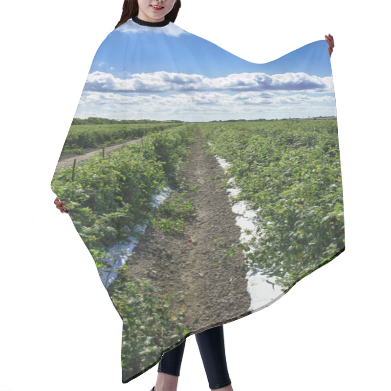 Personality  Rows Of Tomato Plants Hair Cutting Cape