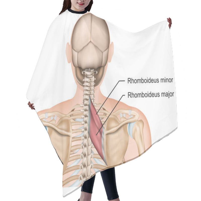 Personality  Rhomboideus Muscle Anatomy 3d Medical Vector Illustration Hair Cutting Cape