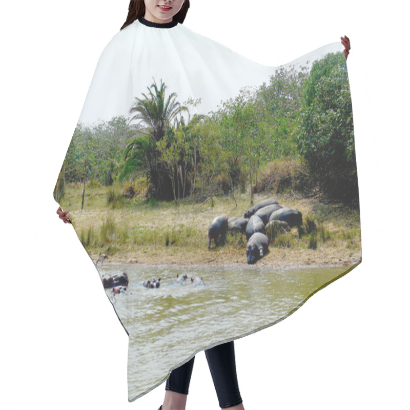 Personality  Family Of Hippos On St Lucia Lake, South Africa Hair Cutting Cape