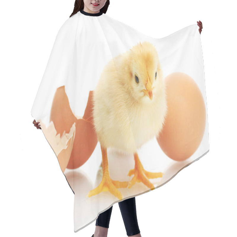 Personality  Beautiful Little Chicken, Egg And Eggshell Isolated On The White Hair Cutting Cape