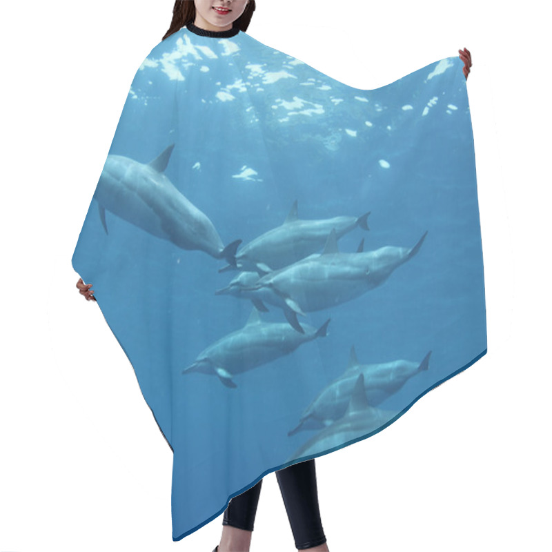 Personality  Spinner Dolphin Hair Cutting Cape