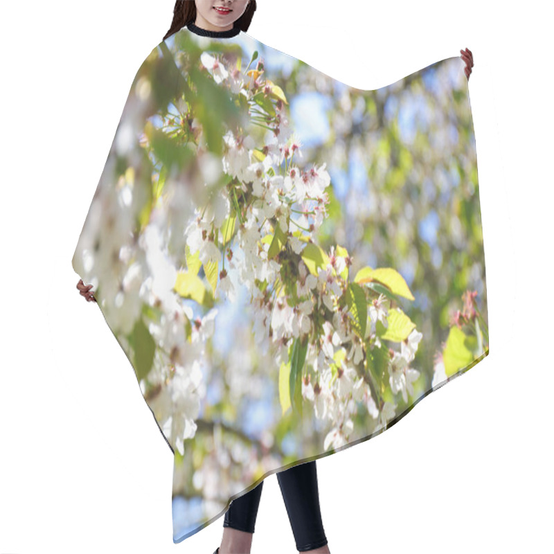 Personality  Close-up Of The Flowers In Bloom During Springtime. Midland Hawthorn (Crataegus Laevigata). Hair Cutting Cape