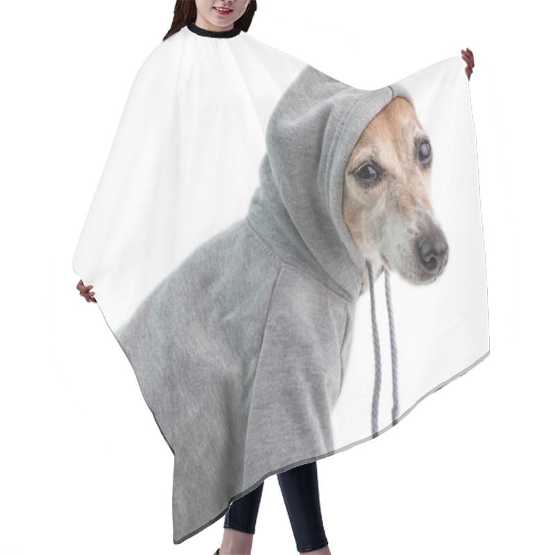 Personality  Dog In Gray Hoodie. Cute Dog Sport Clothes. Relaxed Life Attitude. White Background Hair Cutting Cape