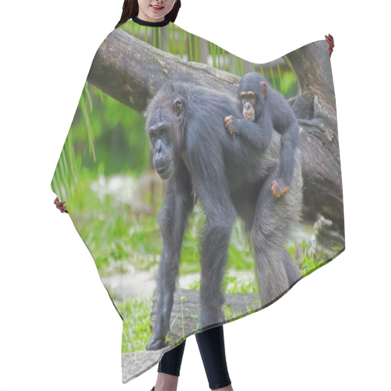 Personality  Common Chimpanzee Hair Cutting Cape