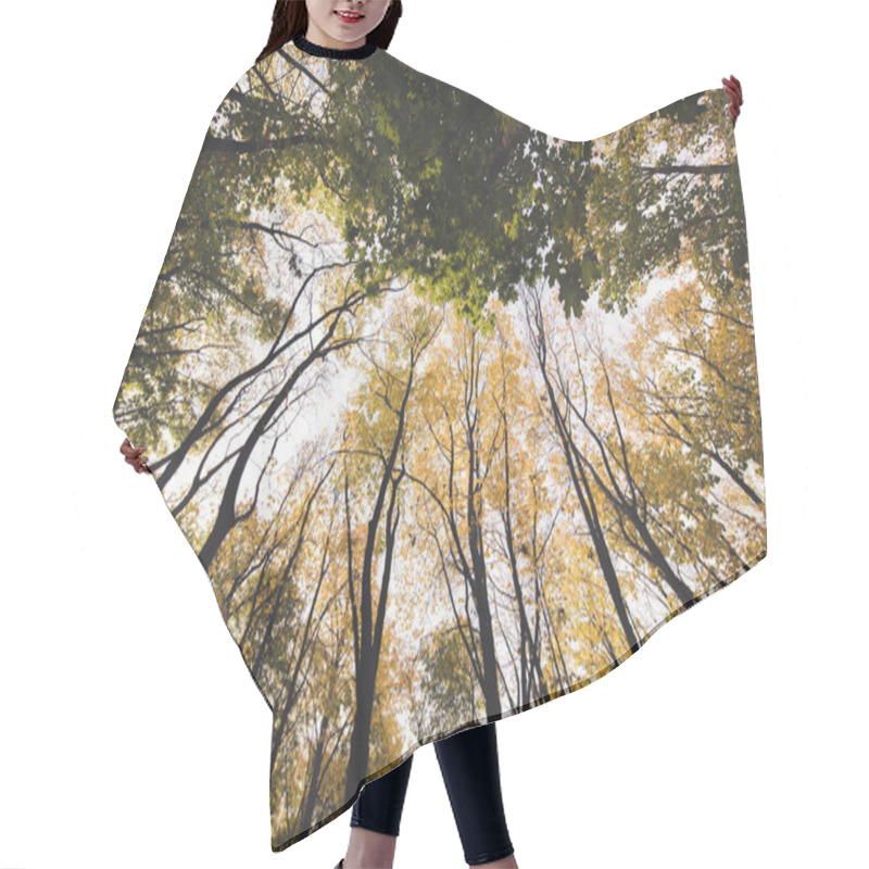 Personality  autumn forest on sunny day hair cutting cape