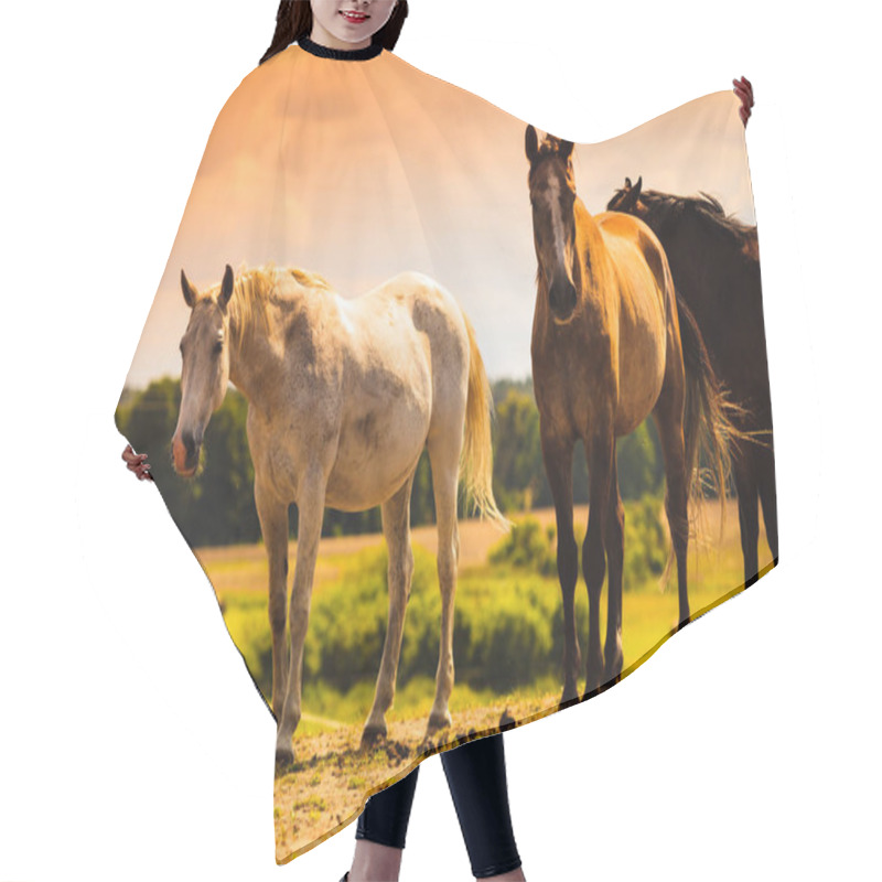 Personality  Horses Herd On Meadow Field During Summer Hair Cutting Cape