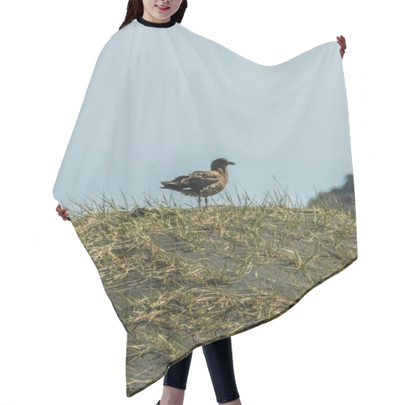 Personality  Arctic Skua Perched On A Grassy Sand Dune In South Iceland, Showcasing Its Natural Coastal Habitat. Hair Cutting Cape