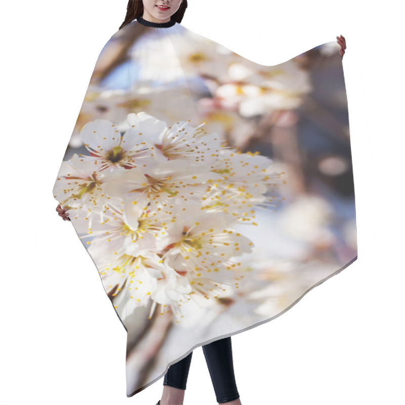 Personality  Cherry Tree, White Cherry Blossoms In Nobeoka Miyazaki Japan Hair Cutting Cape