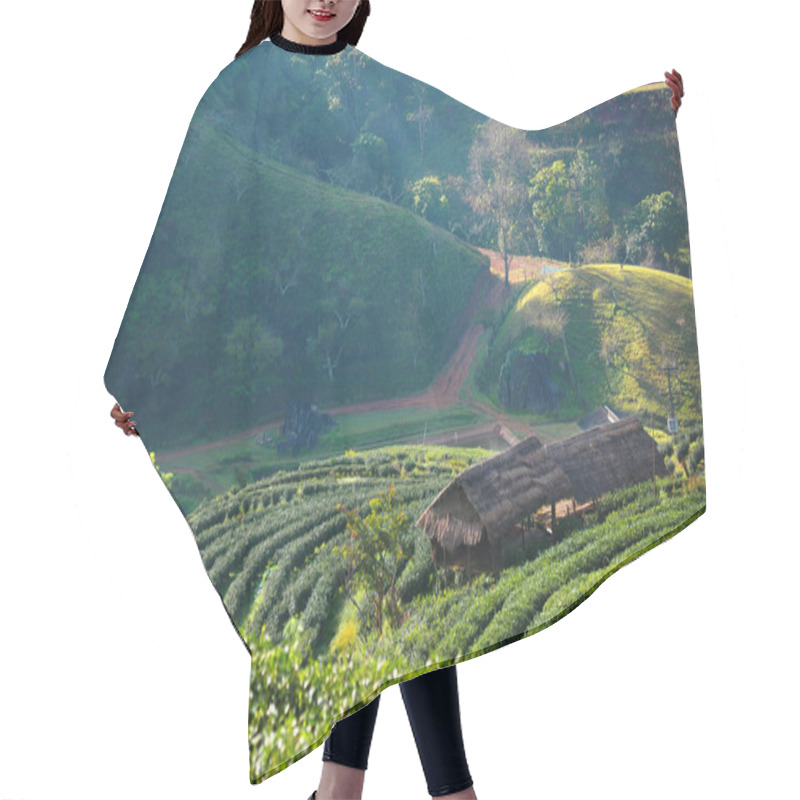 Personality  Beautiful Landscape And Fresh Green Tea Farm In Winter At Chiangmai : Thailand Hair Cutting Cape