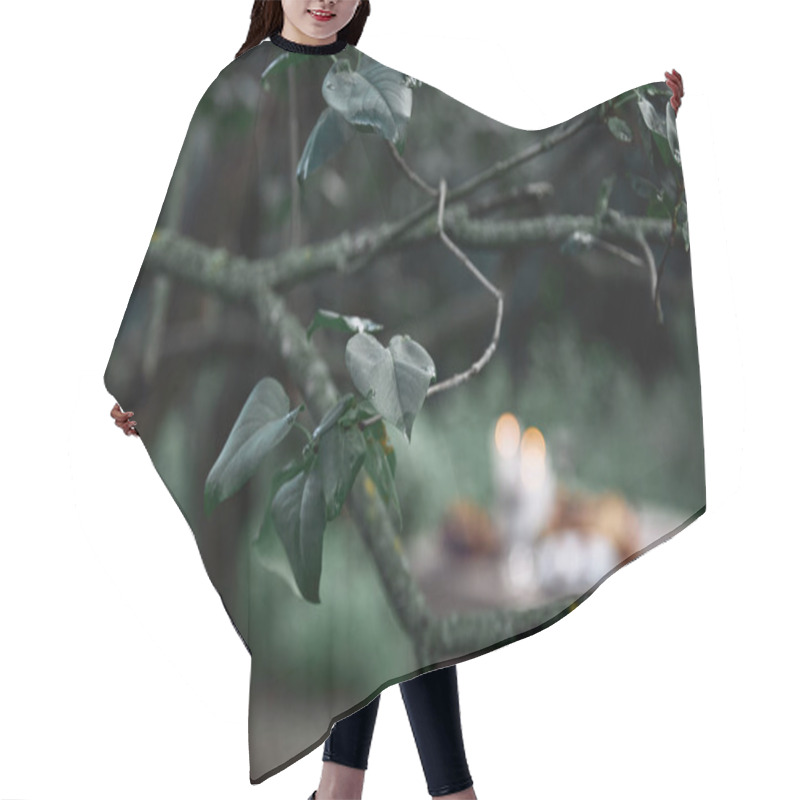 Personality  Green Leaves On Tree Branch With Blurred Table On Background In Garden Hair Cutting Cape