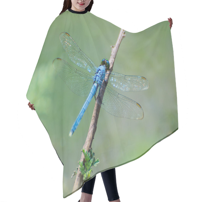 Personality  Blue Dragonfly Hair Cutting Cape