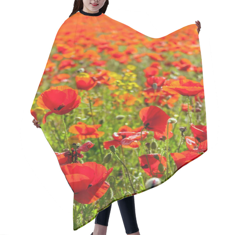 Personality  Bright Red Poppies During Spring Or Summer. Poppy Field, Meadow Or Pasture. Hair Cutting Cape