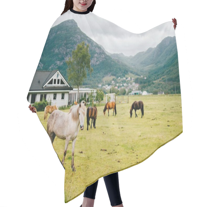 Personality  Wildlife In Norway. Scandinavian Fjord Beautiful Horses On Pasture Eat Grass On Field In Summer Rainy Weather. Cloudy Sky. Mountains On Background. Rocks. Funny Mammal Animals. Rural. Travel. Nature. Hair Cutting Cape