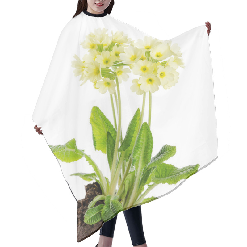 Personality  Oxlip, Primula Elatior On White Background Hair Cutting Cape