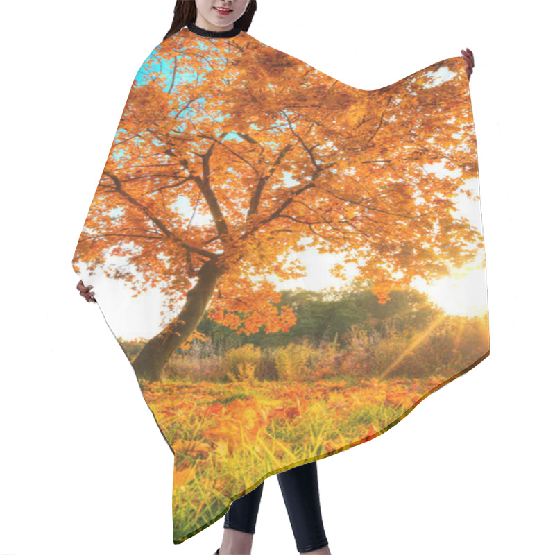 Personality  Beautiful Autumn Tree With Fallen Dry Leaves Hair Cutting Cape