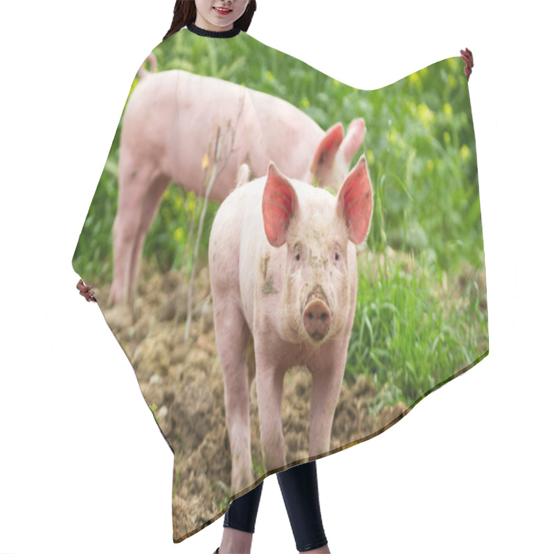 Personality  Little Piggy On The Field In Summer Hair Cutting Cape