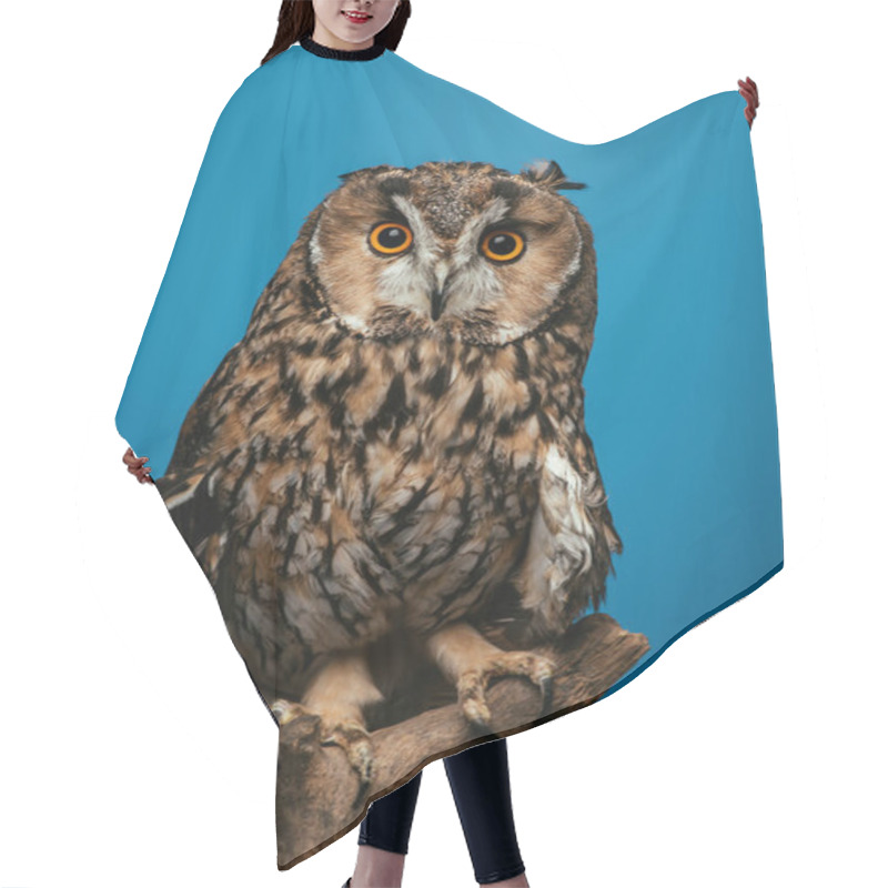 Personality  Cute Wild Owl Sitting On Wooden Branch Isolated On Blue Hair Cutting Cape