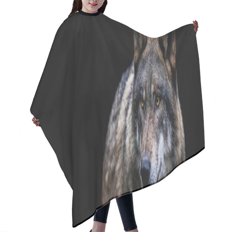 Personality  Template Of A Gray Wolf With A Black Background Hair Cutting Cape