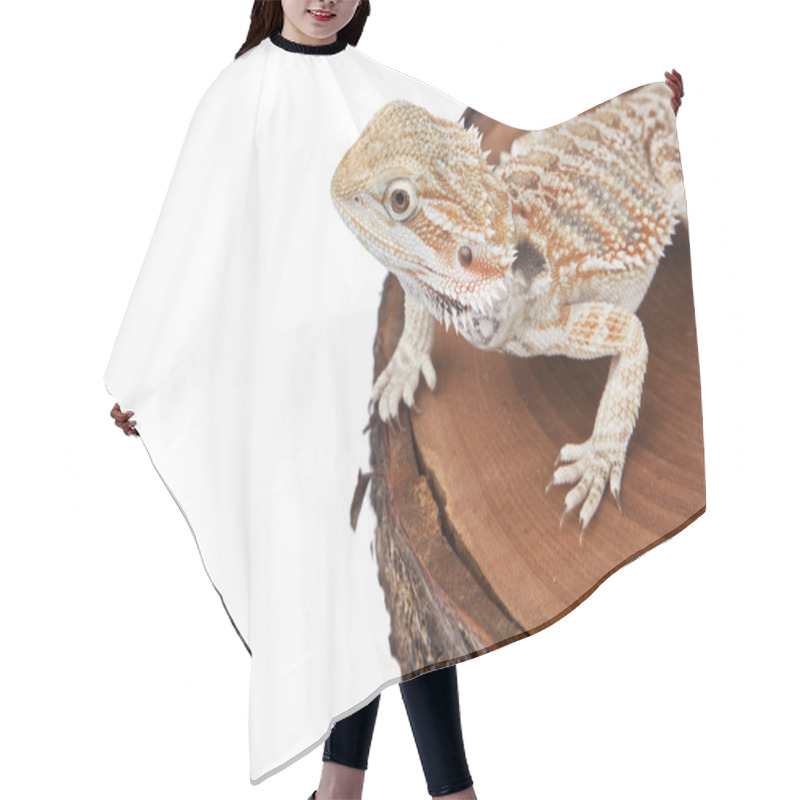 Personality  Bearded Dragon On The Wood With White Background Hair Cutting Cape