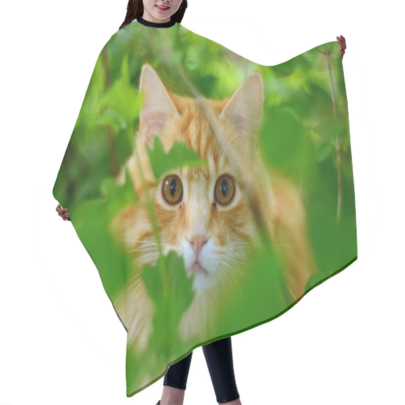 Personality  Hiding Ginger Cat Hair Cutting Cape