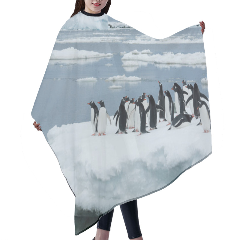 Personality  Penguins On The Ice. Hair Cutting Cape