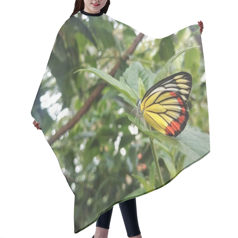 Personality  Delias Hyparete Butterfly On Green Leaf In Outdoor Garden  Hair Cutting Cape