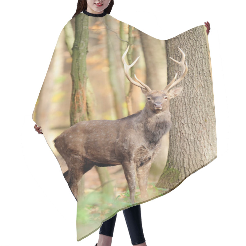 Personality  Deer In Autumn Forest Hair Cutting Cape