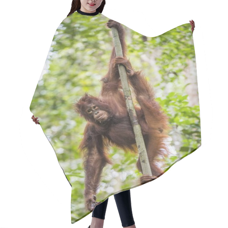 Personality   Bornean Orangutan (Pongo Pygmaeus Wurmmbii)   Hair Cutting Cape