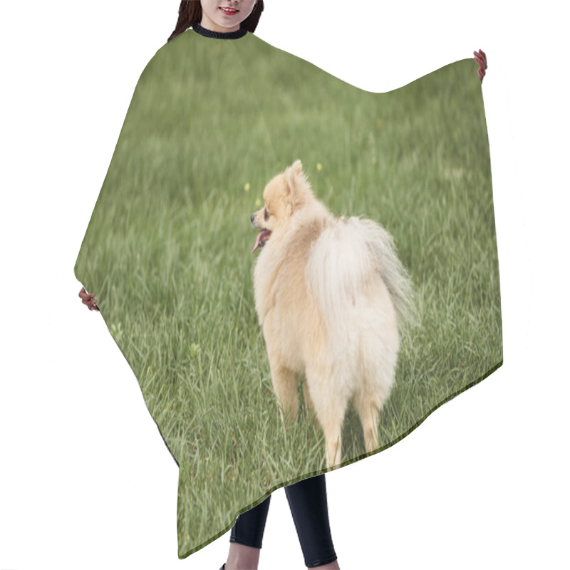 Personality  Delightful Pomeranian Spitz Walking In Park On Green Grassy Lawn, Outdoor Activity And Enjoyment Hair Cutting Cape