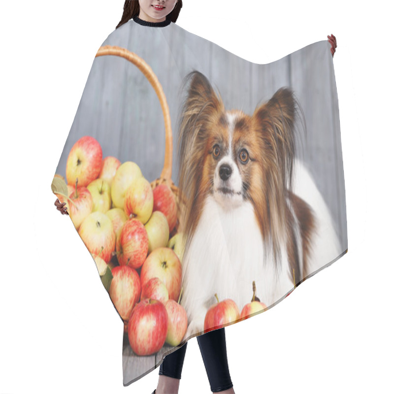 Personality  Dog Lying Near Basket Hair Cutting Cape