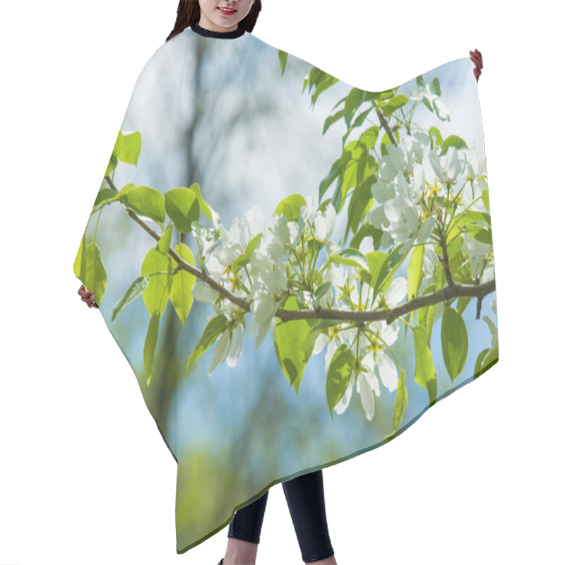 Personality  Spring Landscape, Apple Tree Flowers. Beautiful Spring Blooming Tree, Gentle White Flowers, Fresh Cherry Blossom Border On Green Soft Focus Background, Spring Time Nature Hair Cutting Cape