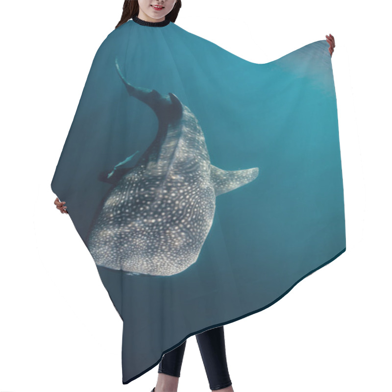 Personality  Large Whale Shark (rhincodon Typus) Hair Cutting Cape