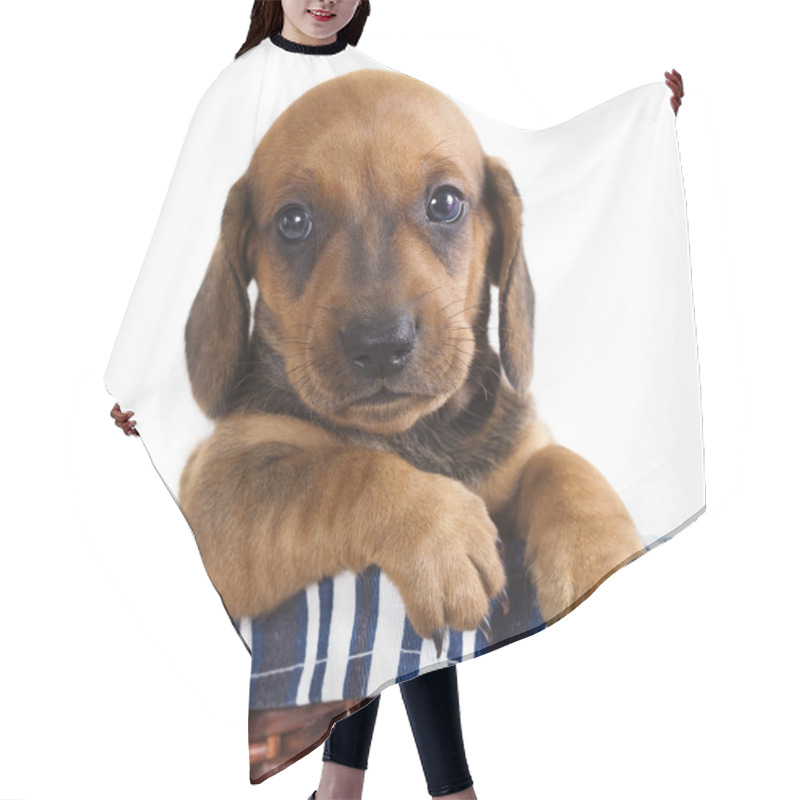 Personality  Dachshund Puppy Hair Cutting Cape