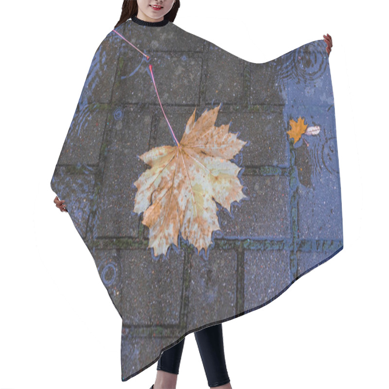 Personality  Outdoors. Maple Leaf Lies In A Puddle. It's Raining. Autumn. Hair Cutting Cape