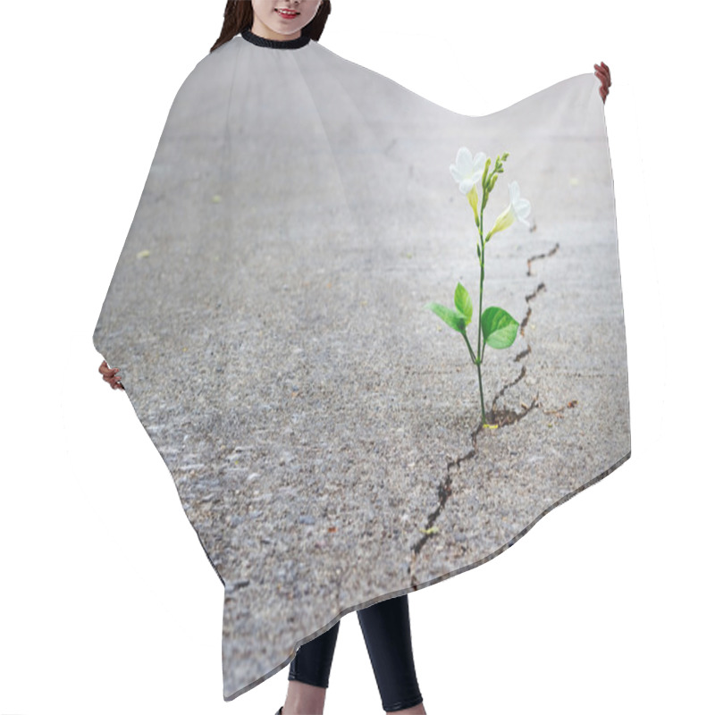 Personality  White Flower Growing On Crack Street, Soft Focus, Blank Text Hair Cutting Cape