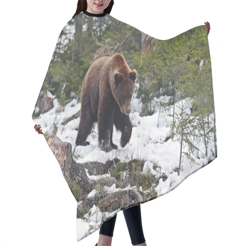 Personality  Brown Bear  In Winter Hair Cutting Cape