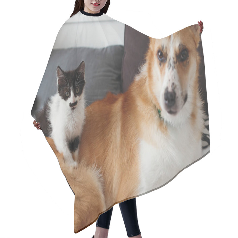 Personality  Cute Little Kitty Sitting On Big Golden Dog On Bed With Pillows In Stylish Room. Adorable Black And White Kitten And Puppy With Funny Emotions Playing Together On Blanket. Best Friends Hair Cutting Cape