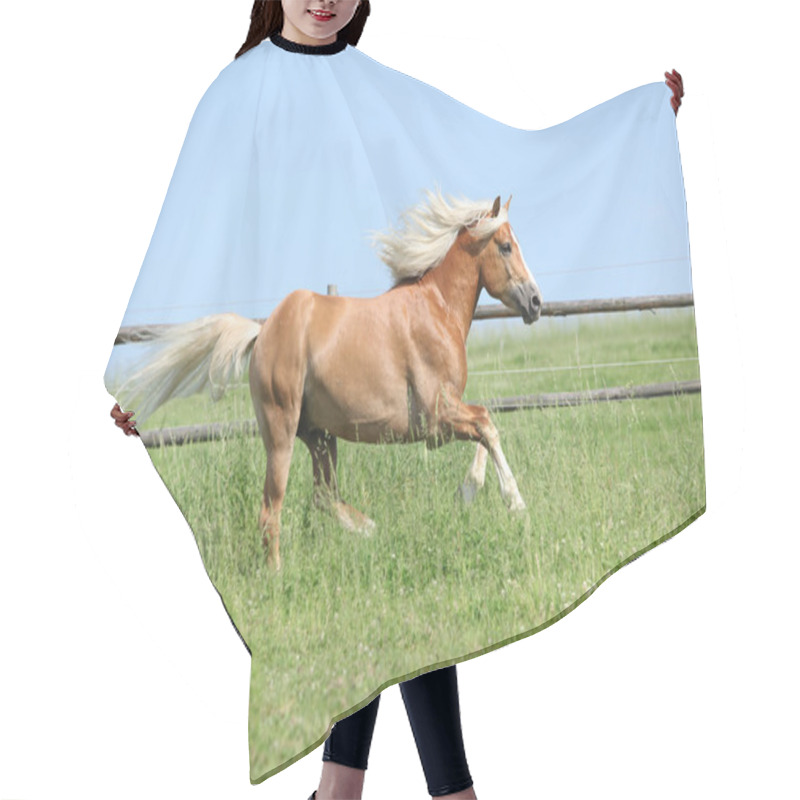 Personality  Amazing Haflinger Running On Pasturage Hair Cutting Cape