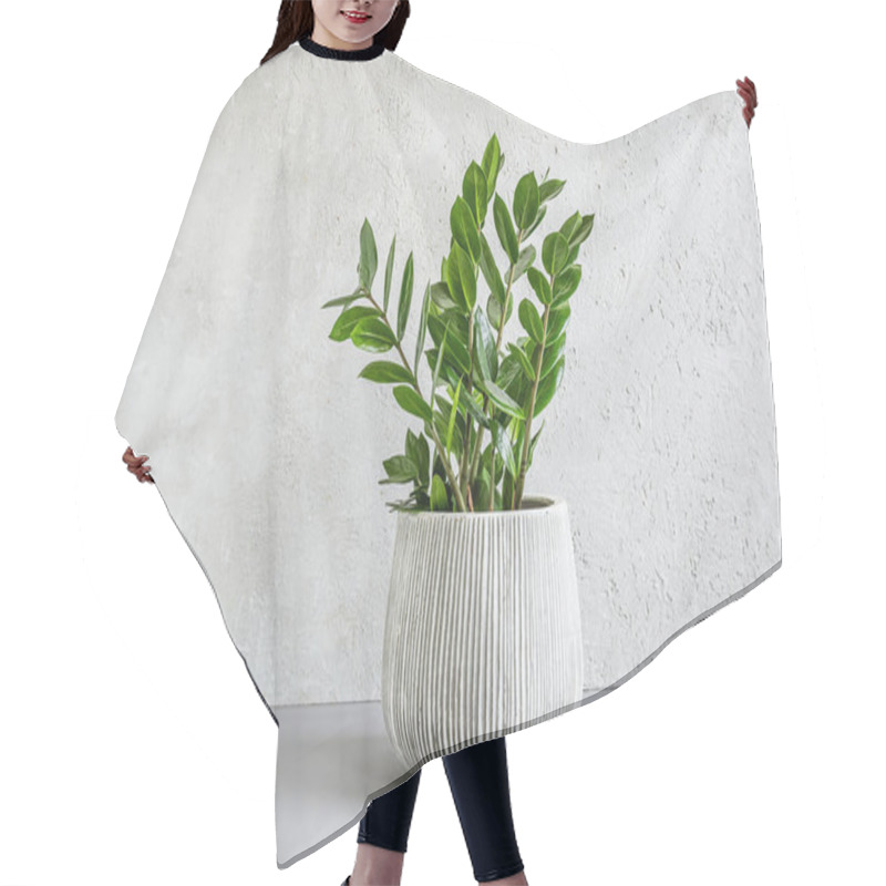 Personality  Zamioculcas, Or Zamiifolia Zz Plant In A Gray Ceramic Pot On A Light Background, Home Gardening And Minimal Home Decor Concept Hair Cutting Cape