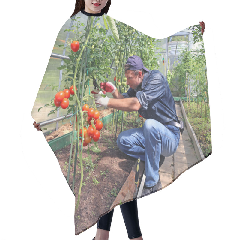 Personality  Worker Processing The Tomatoes Bushes In The Greenhouse Of Polyc Hair Cutting Cape